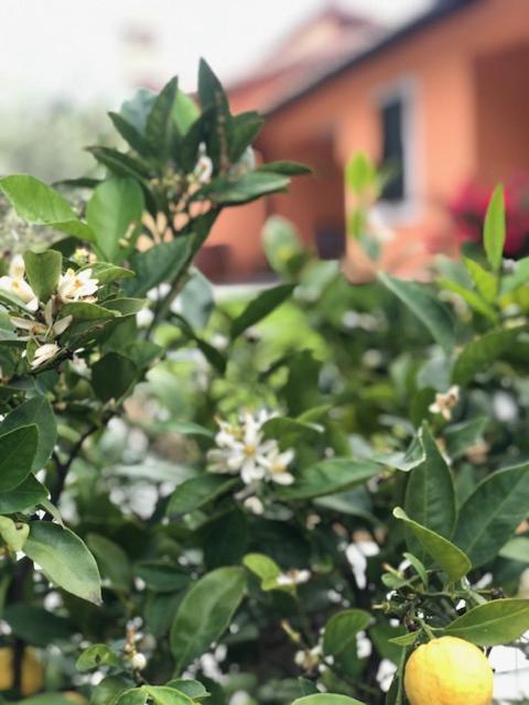 斯佩洛Il Giardino Delle Rose公寓 外观 照片